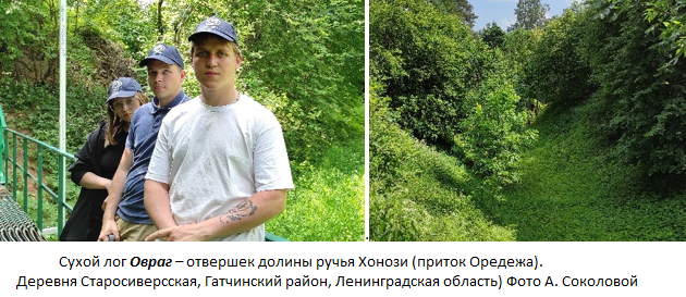 Сухой лог Овраг – отвершек долины ручья Хонози (приток Оредежа)
